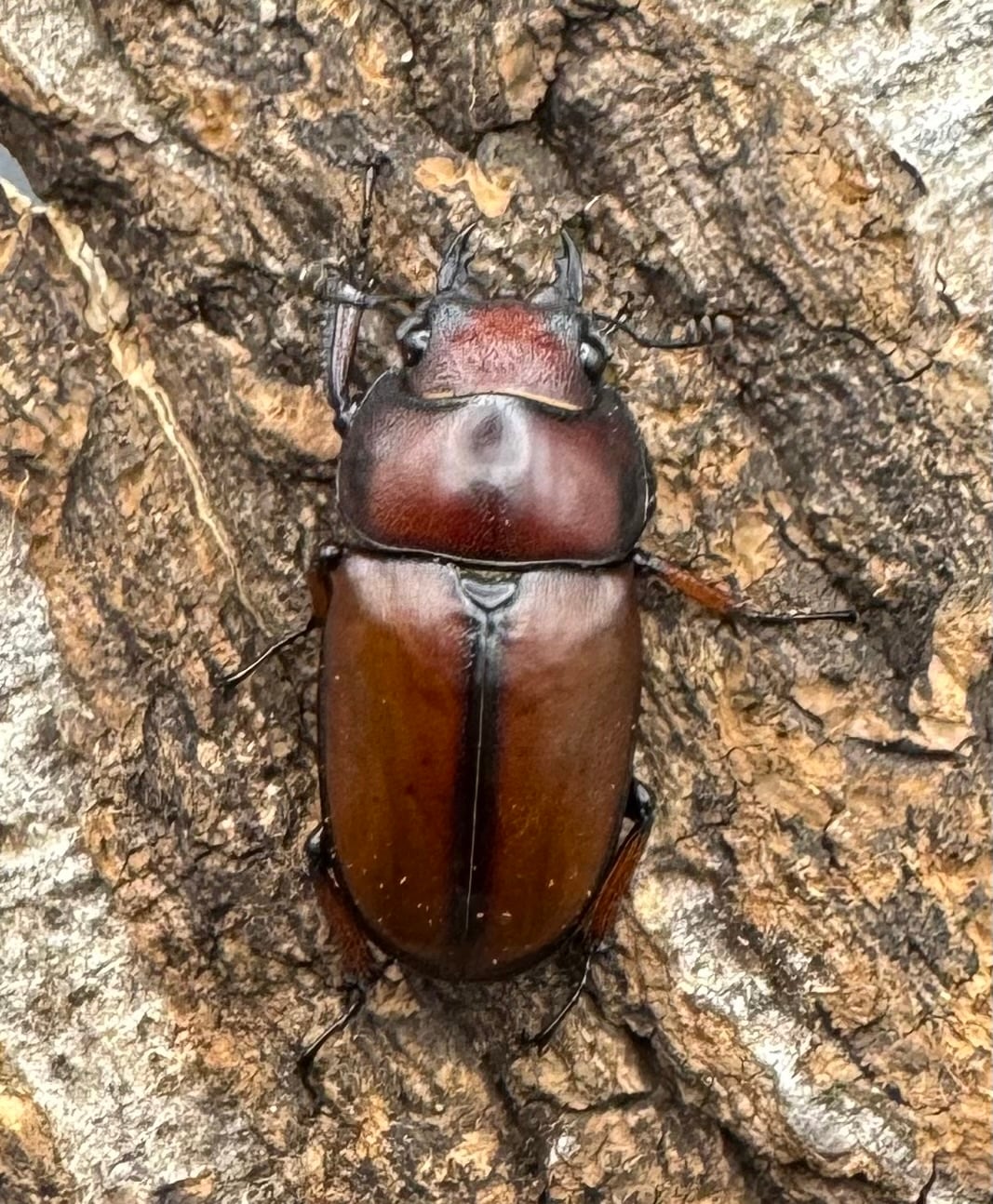 【WD】《アスタコイデスノコギリ65mm ペア》