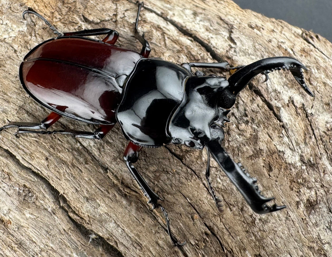 【WD】《オーベルチュールクロツヤシカ 43mm ペア》