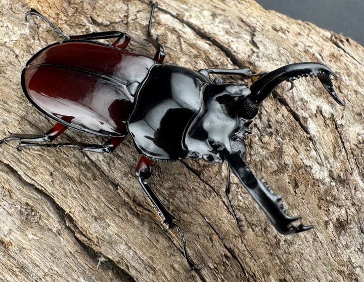 【WD】《オーベルチュールクロツヤシカ 43mm ペア》