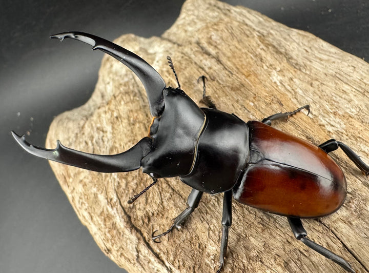 【WD】《マクレイコクワ チベット産 67mm A'品ペア》