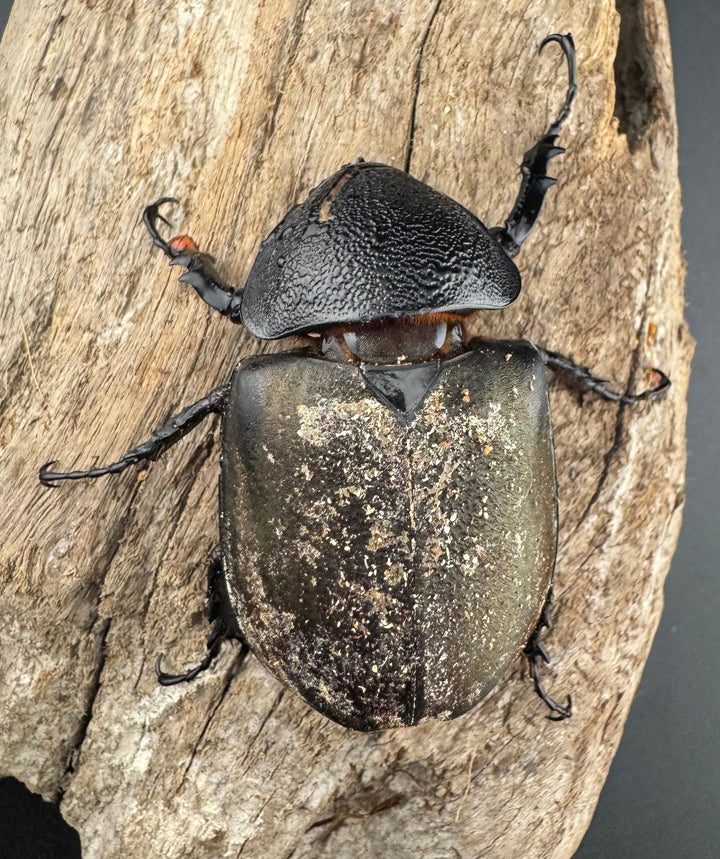 【WD】《タイリクコーカサスオオカブト ラオス産 56.5mm B品♀単》