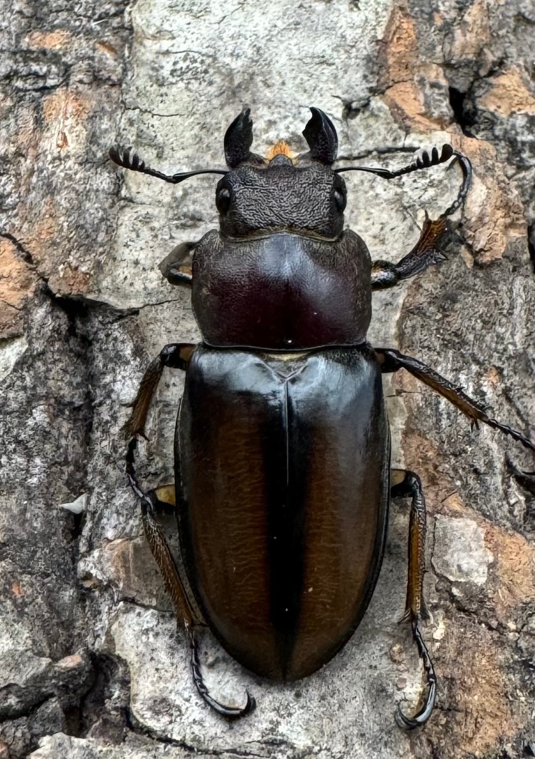 【WD】《デラバイミヤマ 49mm A'品ペア》