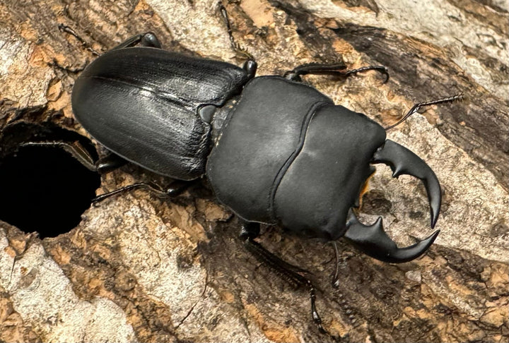 【WD】《ドルクス メンシウス 雅安市産 37mm ペア》