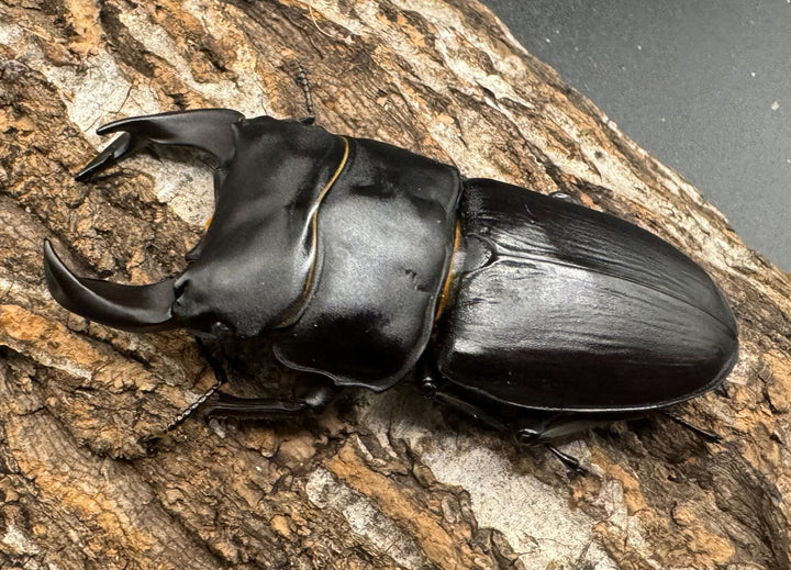 《ホペイオオクワ STA 73mm ペア》