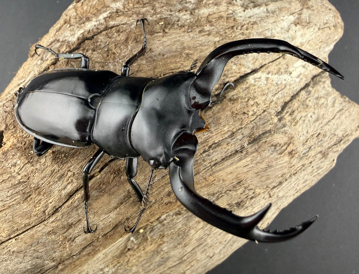 《ウエストウッディ亜種カズミアエ 76mm ペア》