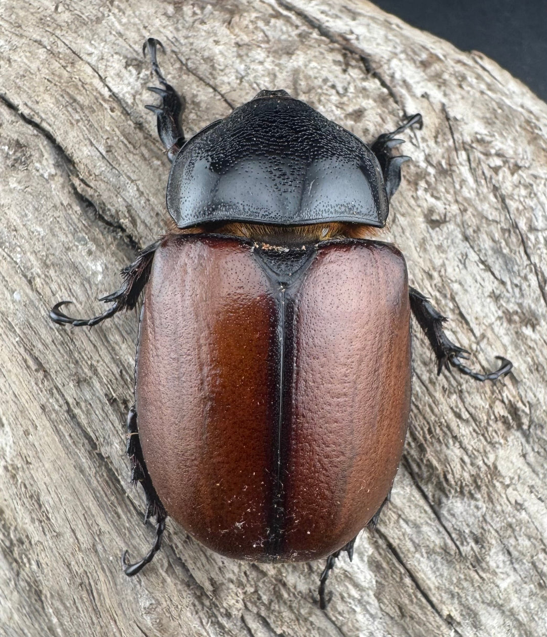 【WD】《サンボンヅノカブト 61mm ペア》