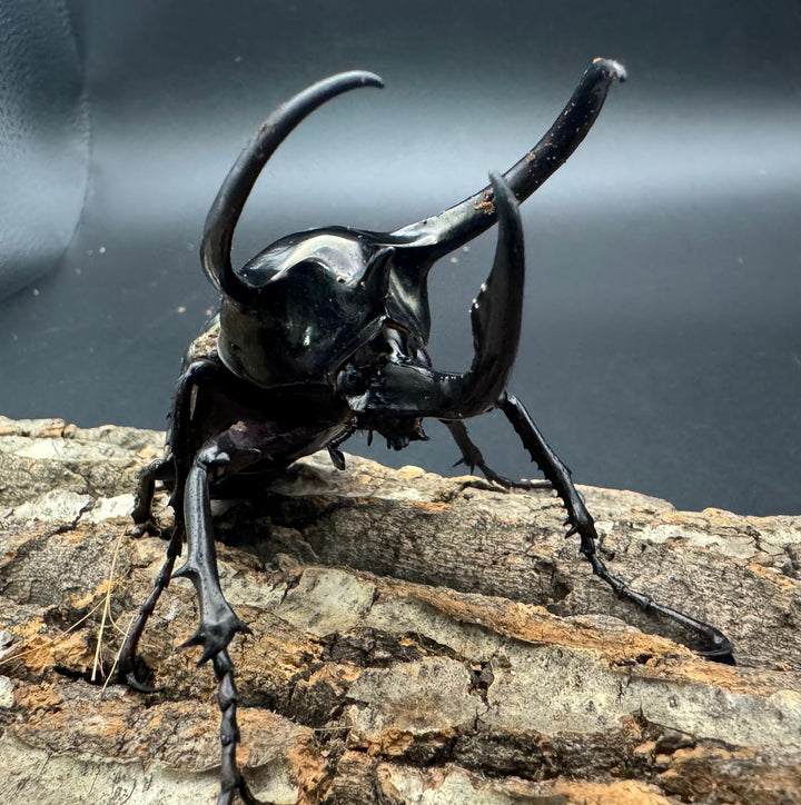 【WD】《ミンダナオアトラスオオカブト 90mm ペア》