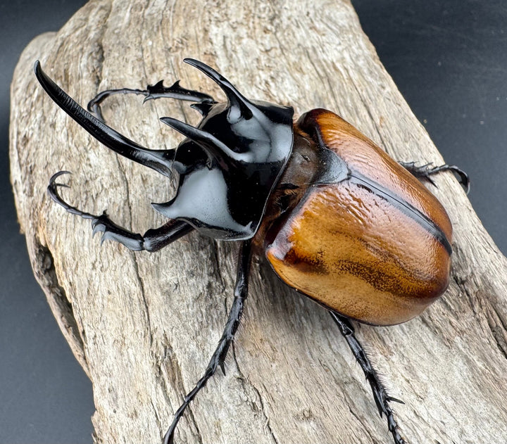 【F0】《スキットゴホンツノカブト 75mm ペア》