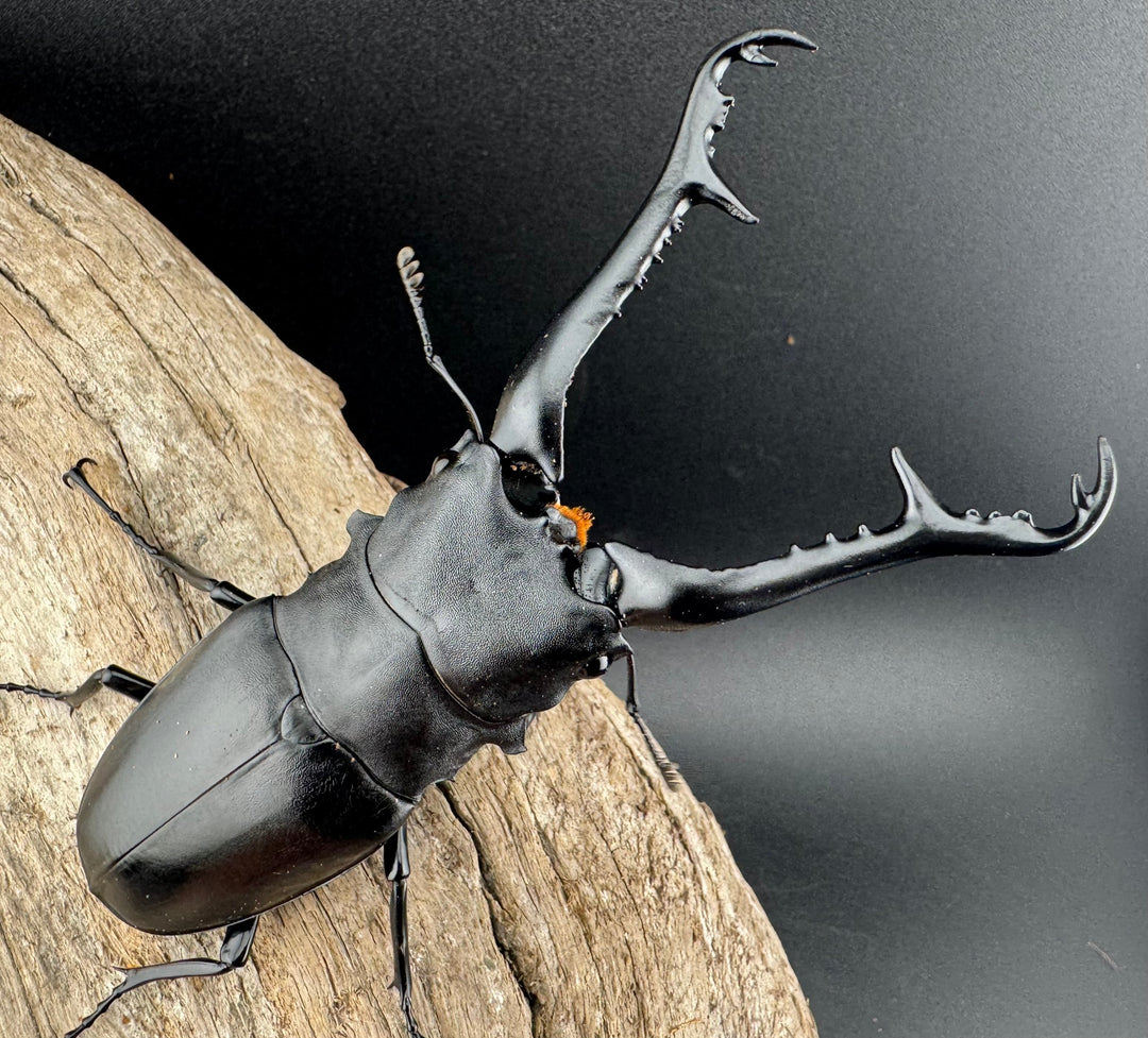 【WD】《 ギラファノコギリ亜種ケイスケ 107.5mm ペア》