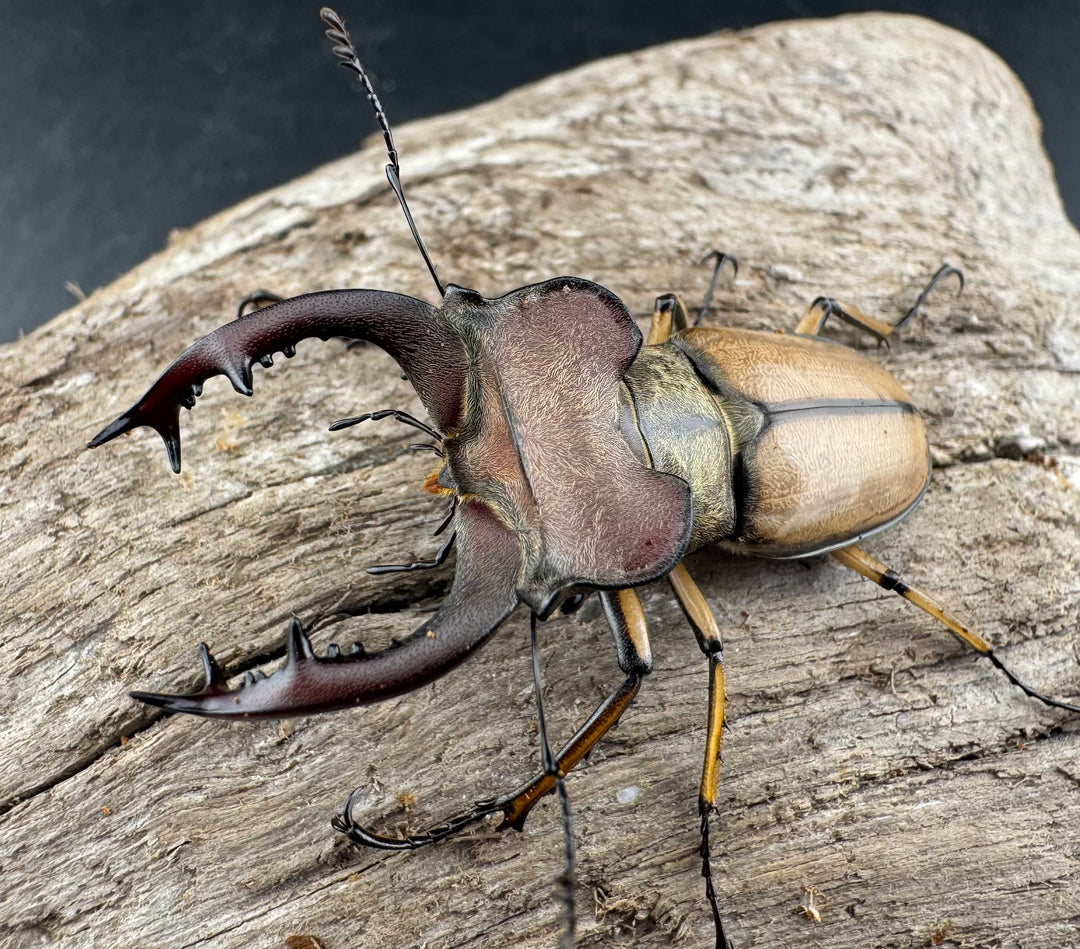 【WD】《デラバイミヤマクワガタ 48.5mm ペア》