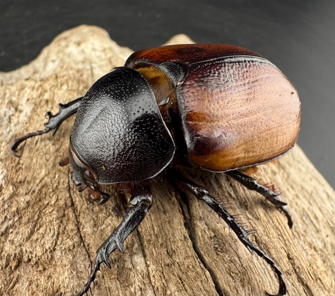 【WD】《スキットゴホンツノカブト 50-55mm前後 ♀単》