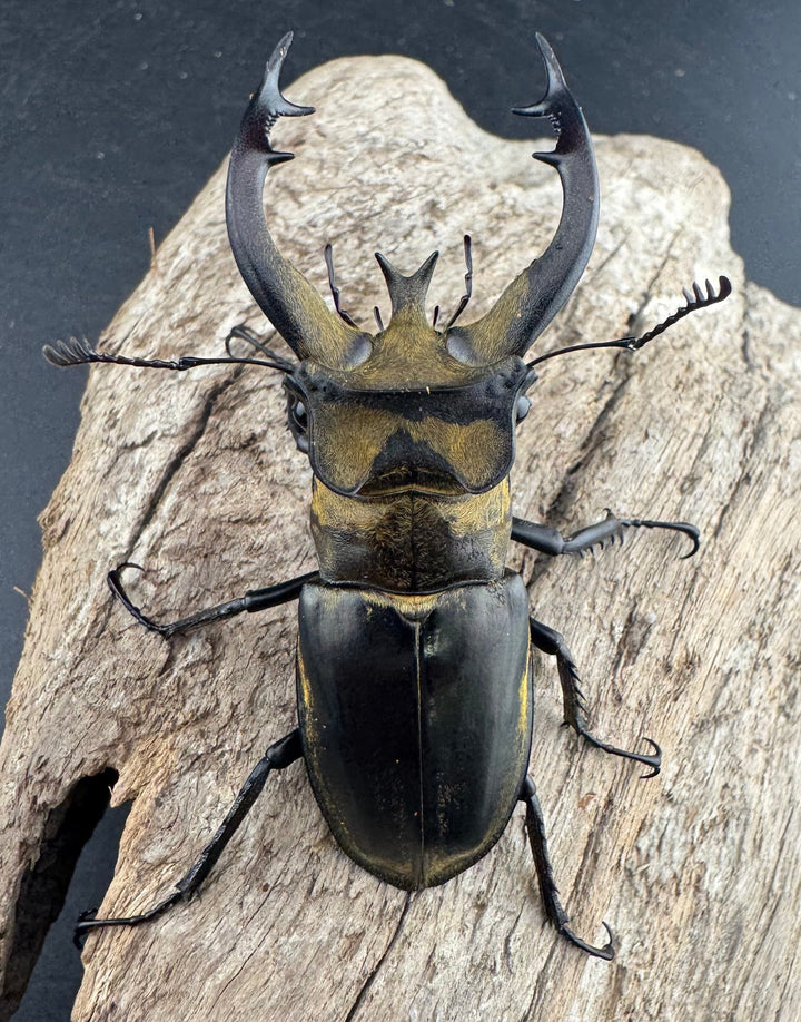 【WD】《フルキフェルミヤマ 64mm ペア》