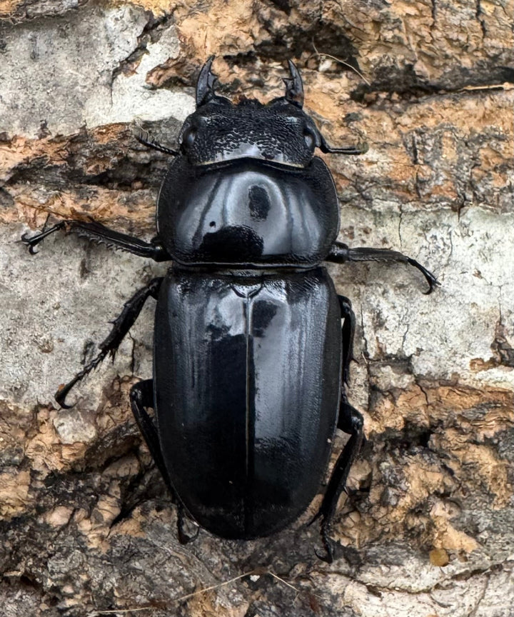 【WD】《西ペレンオオヒラタ（スラウェシオオヒラタクワガタ） 79mm ペア》