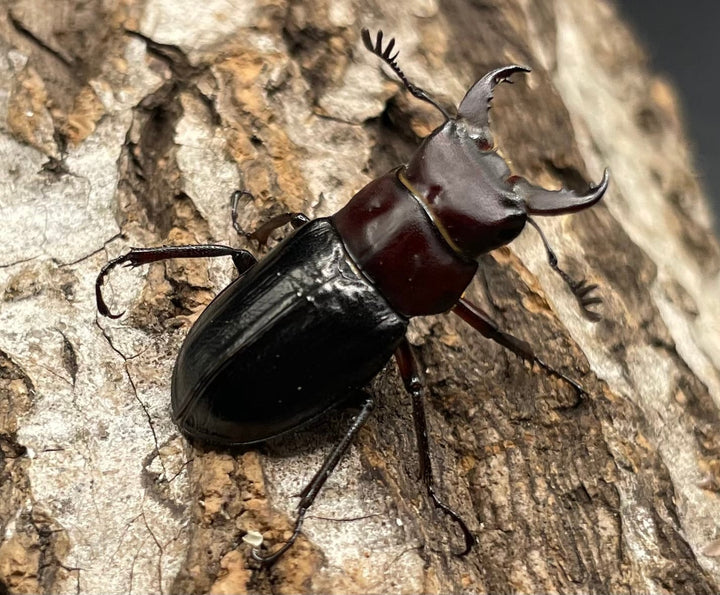 《ミクラミヤマ 神津島産 Free ペア》