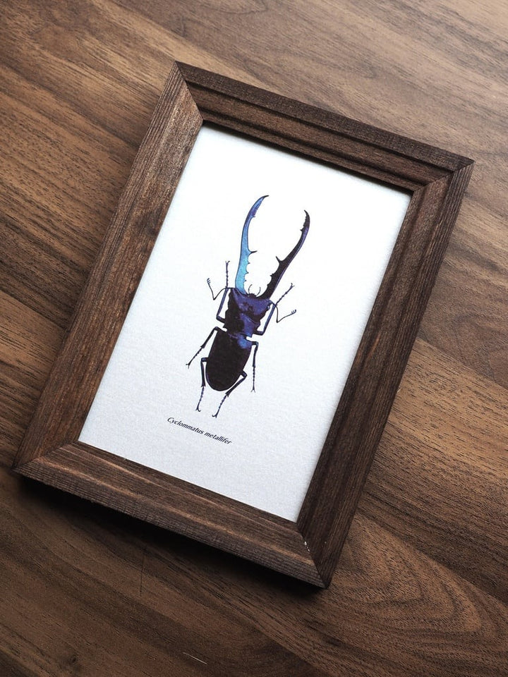 ポストカード 1枚入り（メタリフェルホソアカクワガタ）【※額無し】