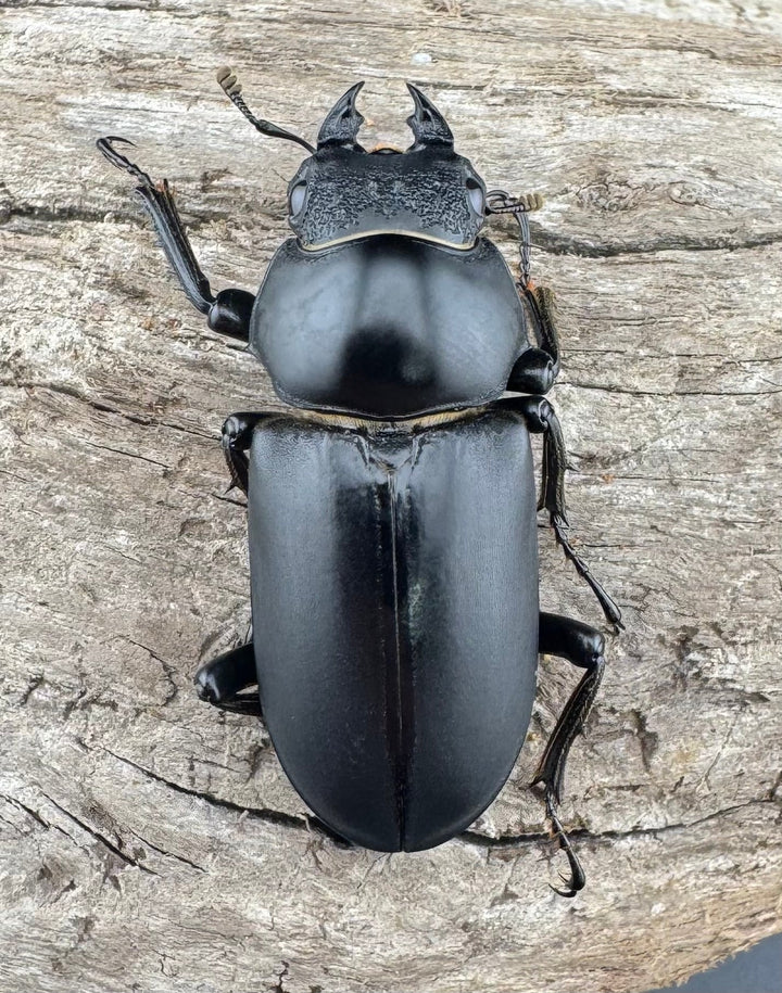 【WD】《ブラナウンコクワ 福貢県産 56mm ペア》