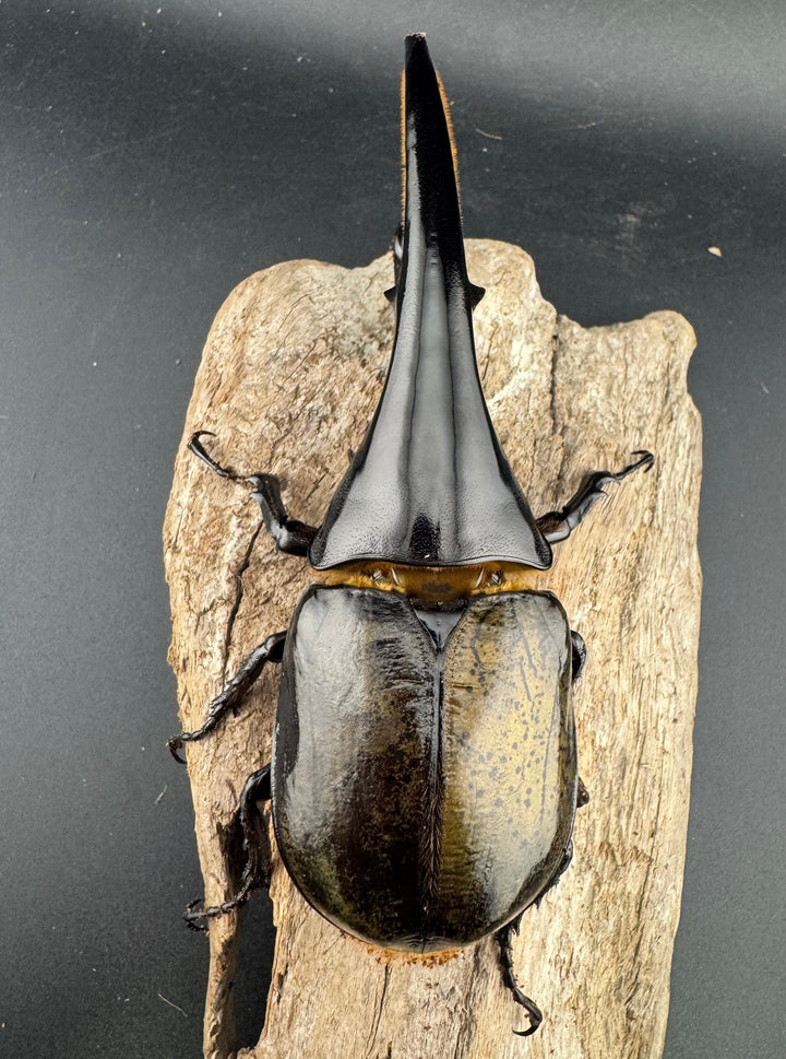 即ブリ《ヘラクレス・ヘラクレス 優良血統 139mm ペア》