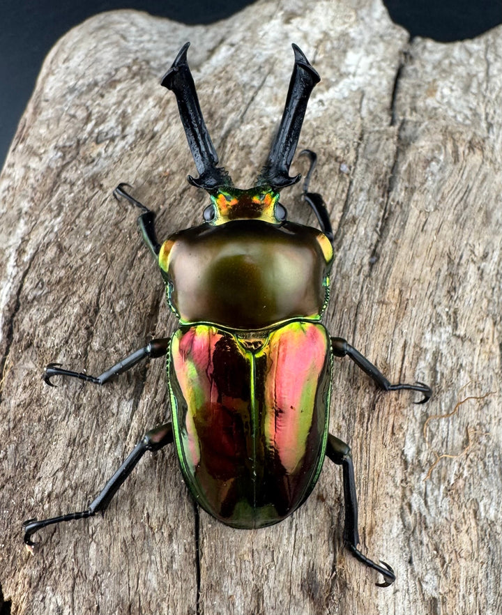《ニジイロクワガタ 52mm ペア》