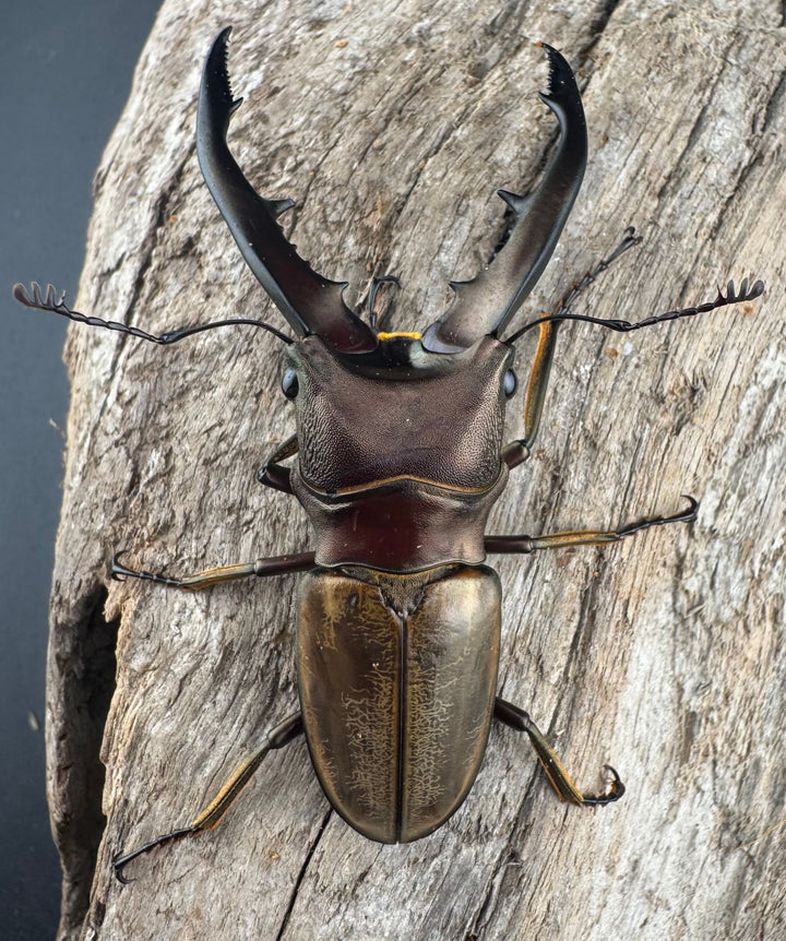 【WD】《モンタネルスホソアカクワガタ A’品ペア》