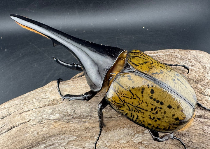 《ヘラクレス・ヘラクレス 143mm ペア》