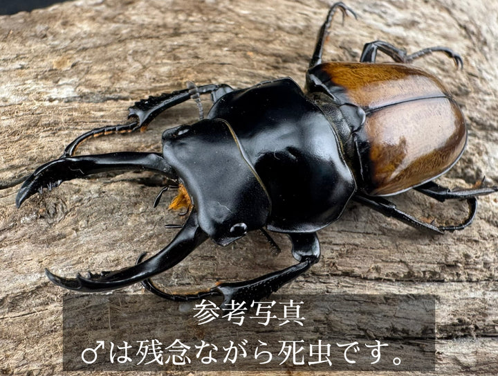 【WD】《ブロッシェルマルバネ Free ♀単》