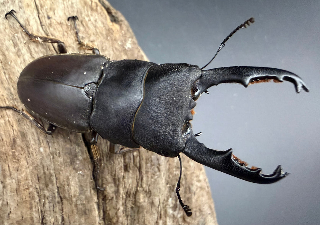 【WD】《タウルスヒラタ ボルネオ亜種 63mm ペア》