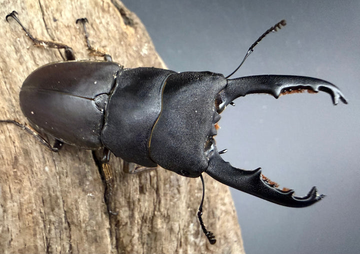 【WD】《タウルスヒラタ ボルネオ亜種 63mm ペア》