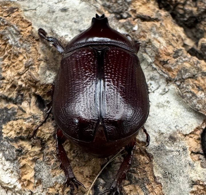 《バラタスサスマタサイカブト Free ペア》②