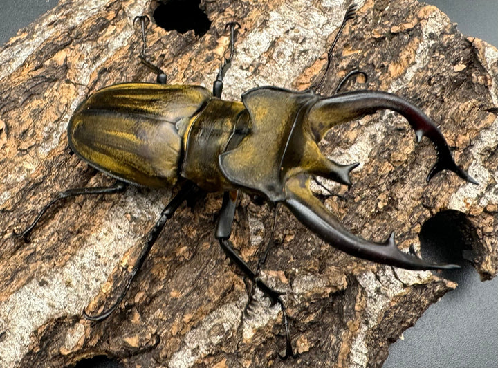 【WD】《チベットミヤマ亜種フルキフェル 76mm ペア》