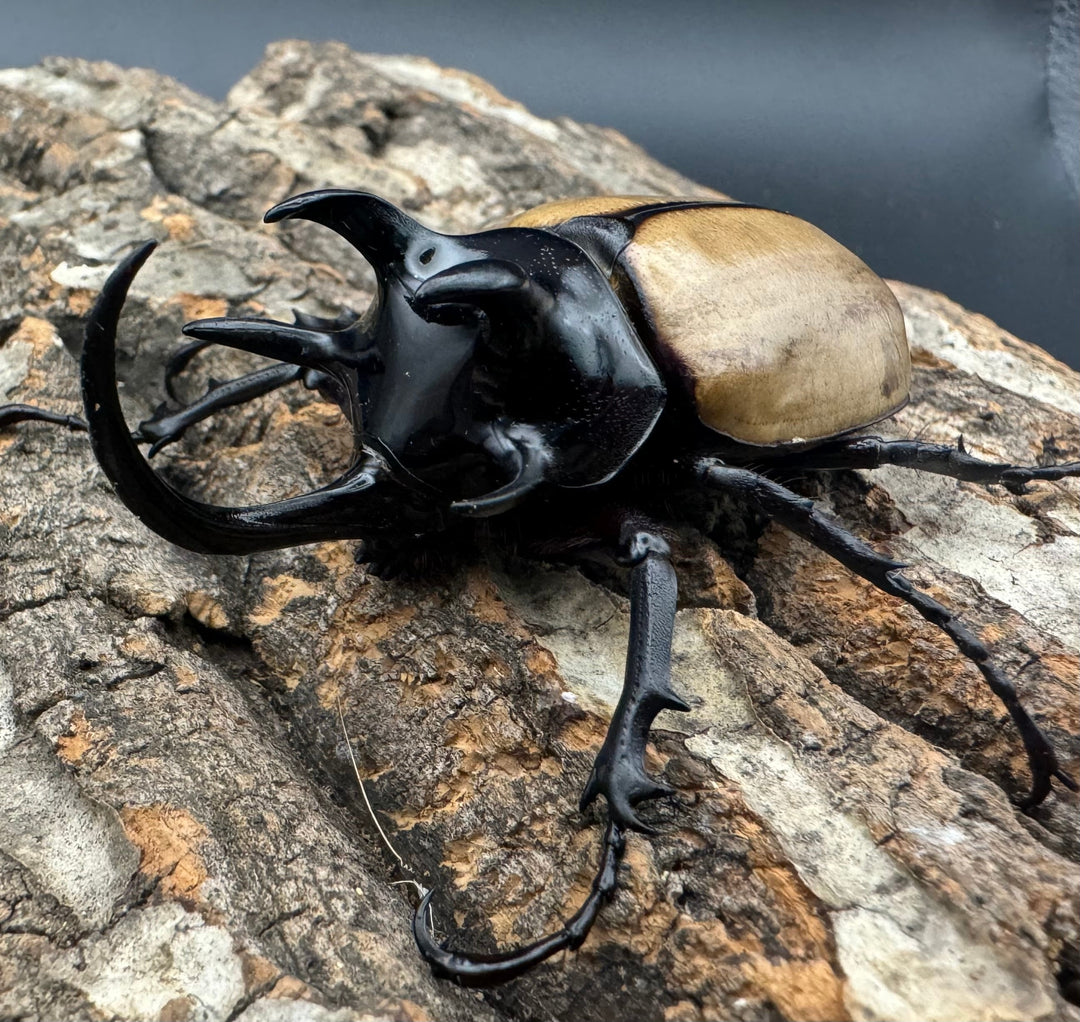 【WD】《ゴホンツノカブト 75mm ペア》