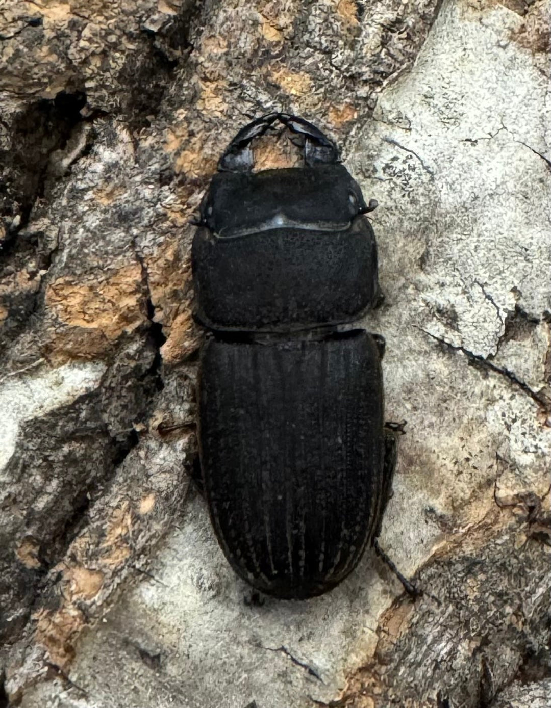 《カワムラサビクワガタ 26.5mm ペア》わたくわ氏ブリード個体