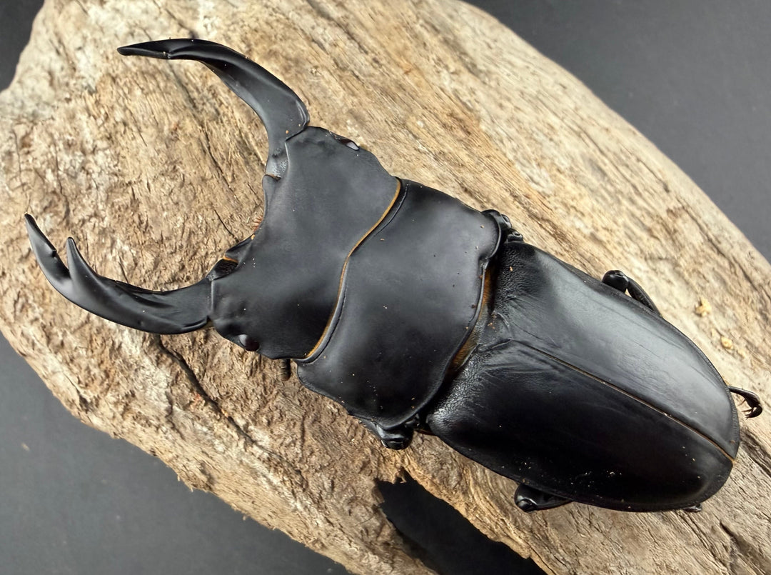 《オオクワガタ 能勢SR血統 81.5mm ペア》