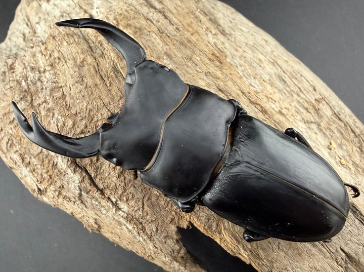 《オオクワガタ 能勢SR血統 81.5mm ペア》