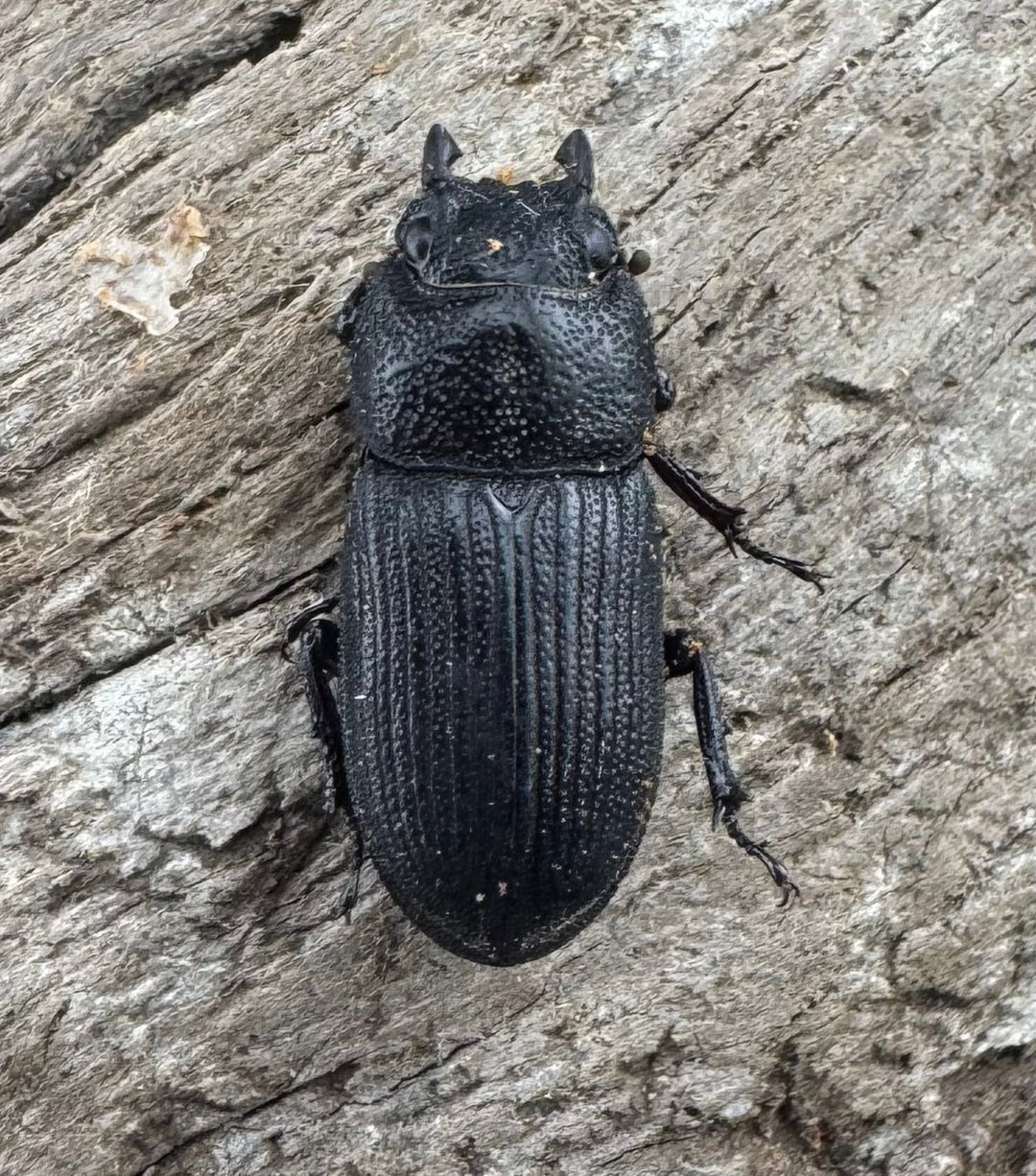 【WD】《ラエビコリスネブトクワガタ 20.5mm ペア》