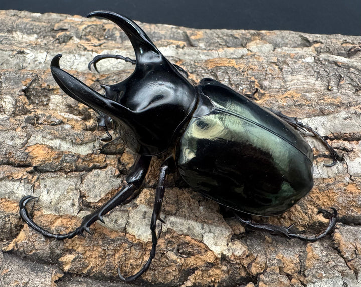 【WD】《マレーコーカサスオオカブト 88.5mm ペア》