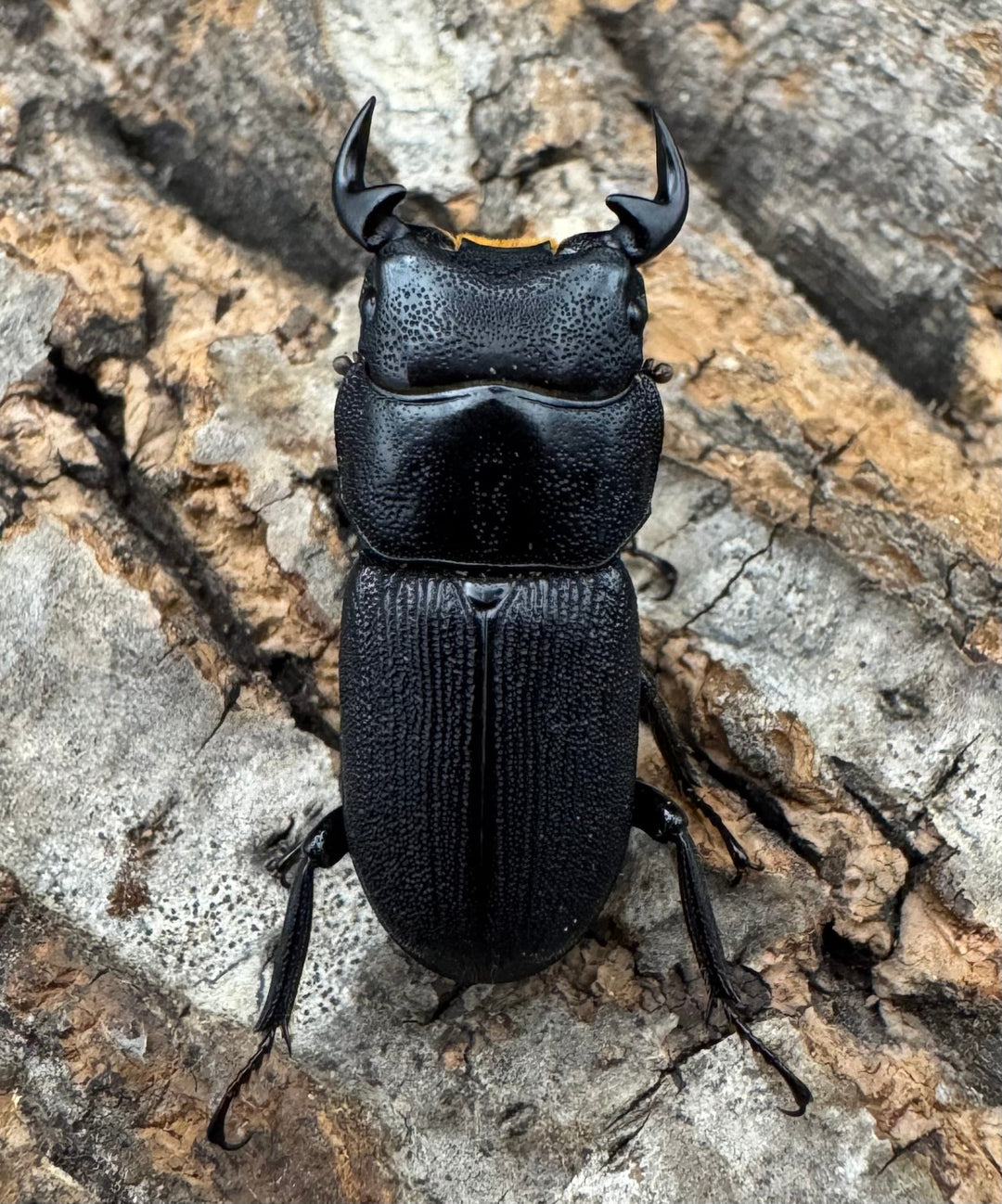 【WD】《ドルクスリンビン 27mm ♂♀♀トリオ》