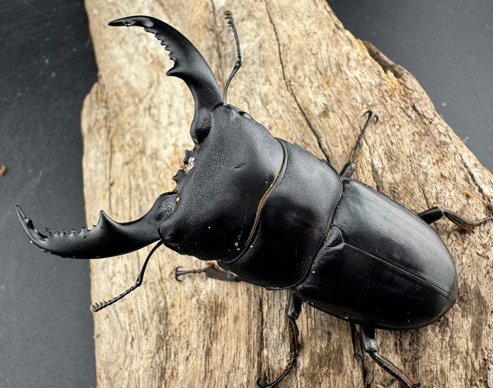 【WD】《カシブヒラタクワガタ 70.5mm ペア》