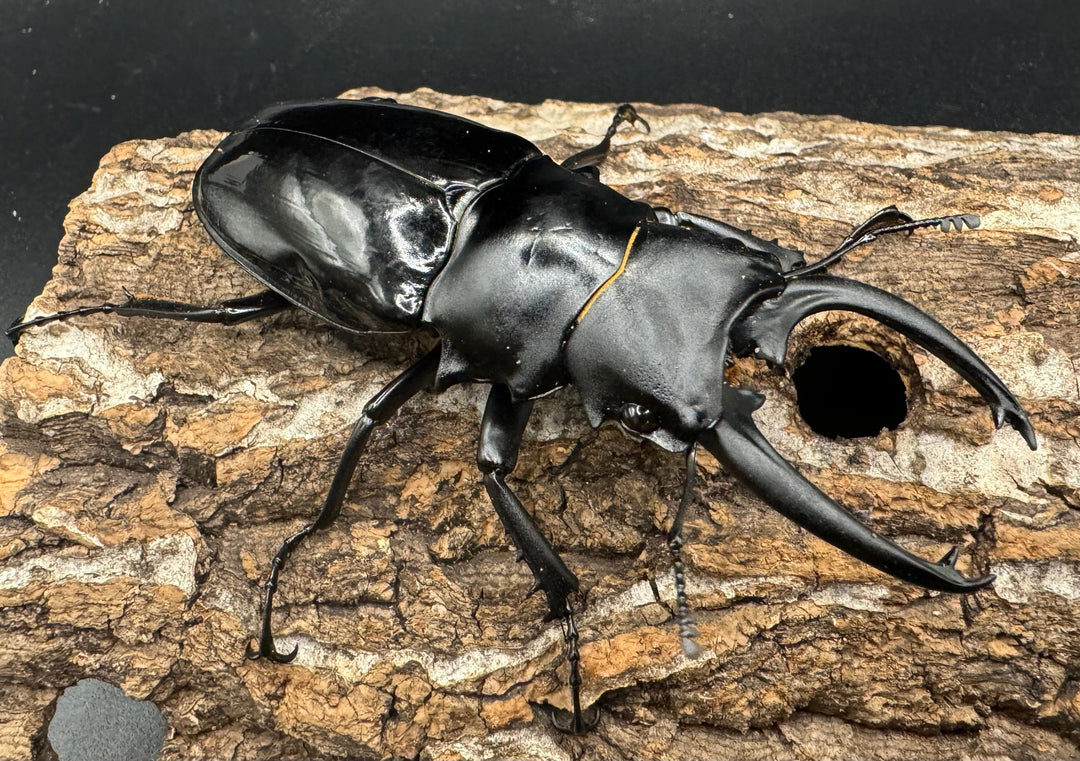 【WD】《ダールマンツヤクワガタ亜種celebensis 86.5mm ペア》