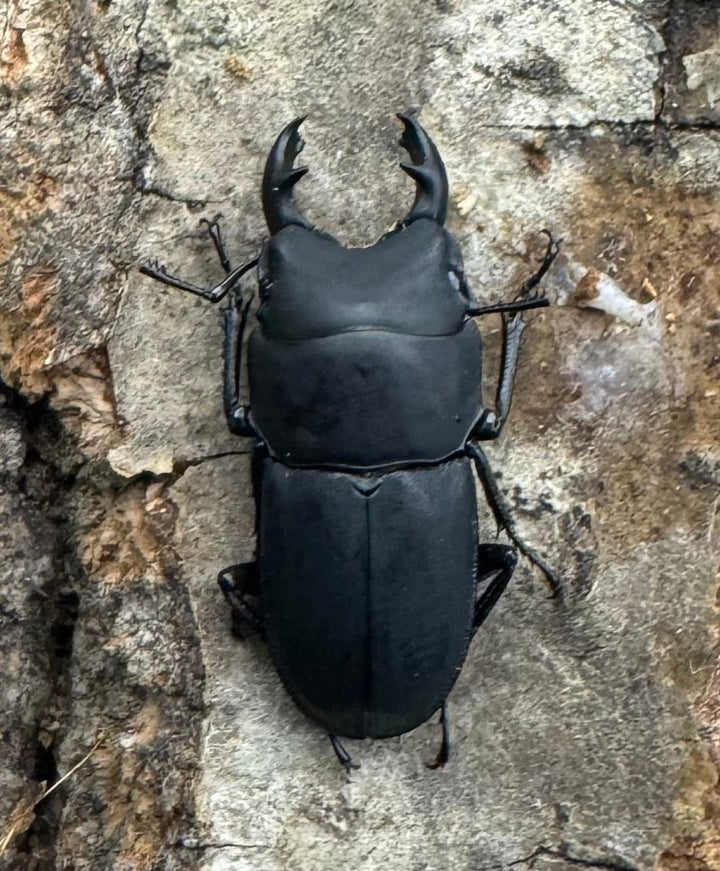 【WF2】《メタドルクス ロトゥンダトゥス ♂単》