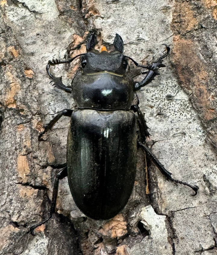 【WD】《クラーツミヤマ原名亜種 57mm ペア》