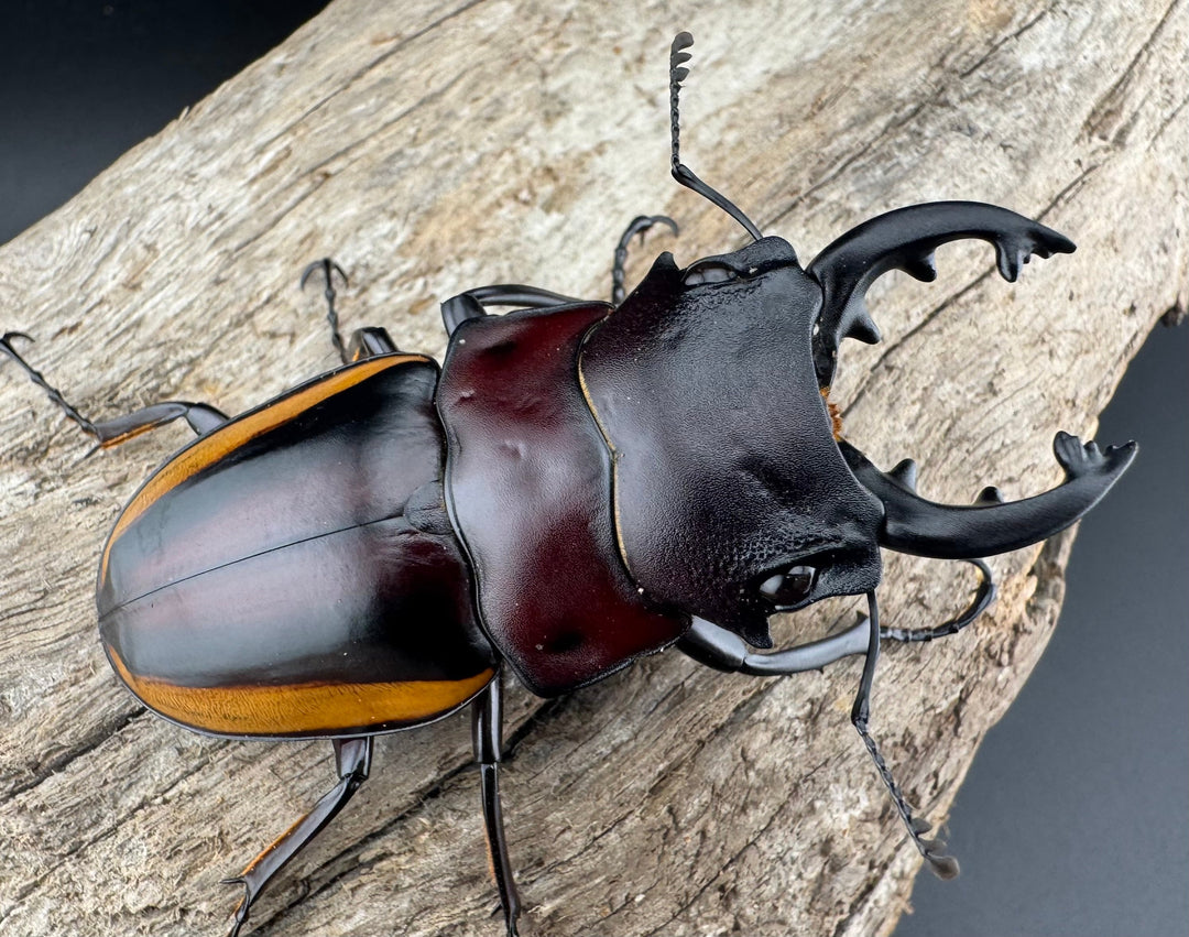 【WD】《スチーブンスツヤ亜種duivenbodei 中歯 65mm ペア》