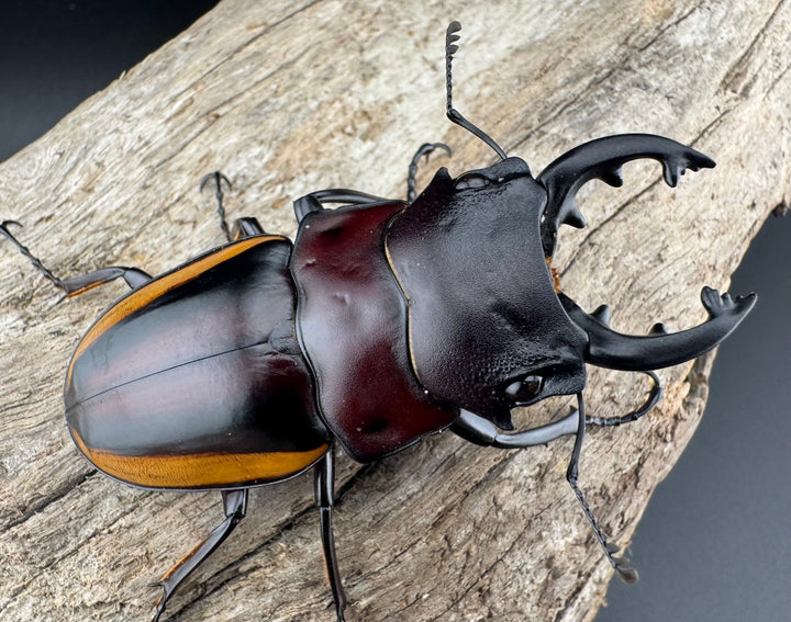 【WD】《スチーブンスツヤ亜種duivenbodei 中歯 65mm ペア》