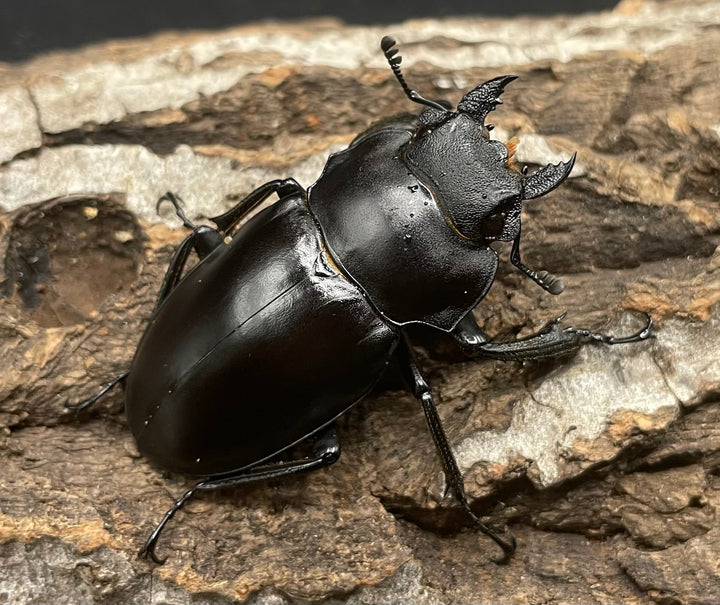 【WD】《アルケスツヤクワガタ ♀単》