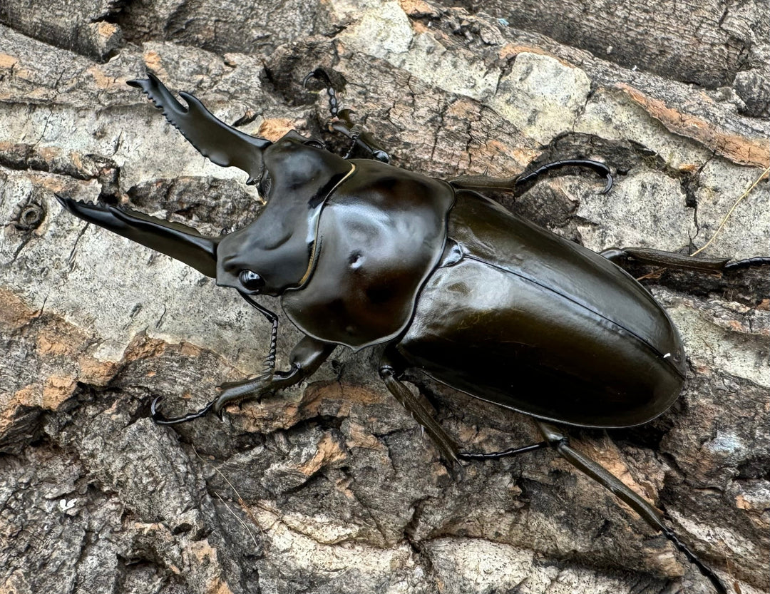 《ババオウゴンオニクワガタ 70mm ペア》