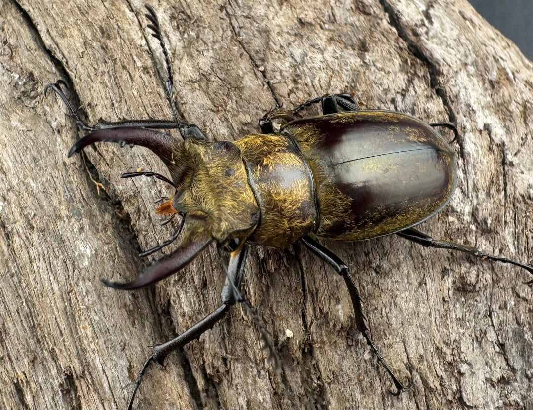 【WD】《デランミヤマクワガタ原名亜種 35mm ペア》