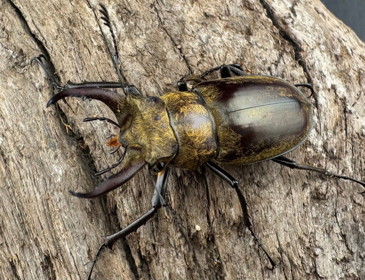 【WD】《デランミヤマクワガタ原名亜種 35mm ペア》