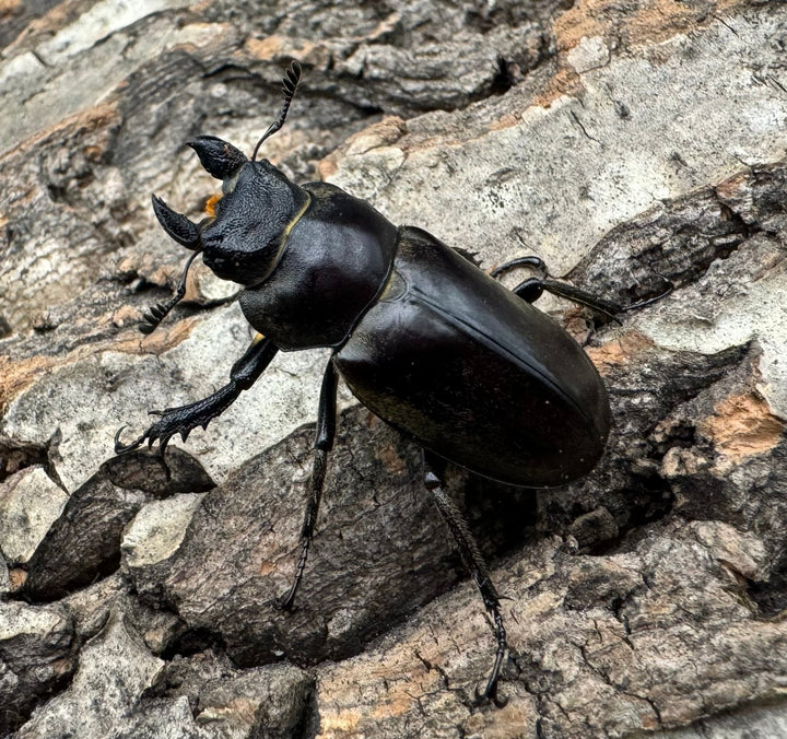 【WD】《ディルクミヤマクワガタ ♀単》