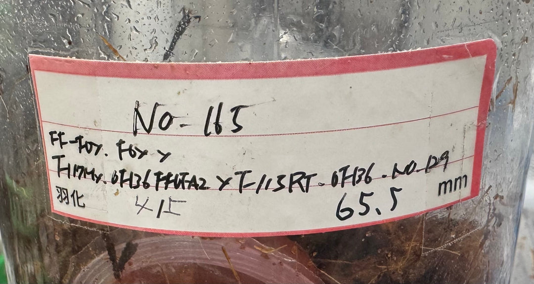 即ブリ《ヘラクレス・ヘラクレス 優良血統 139mm ペア》