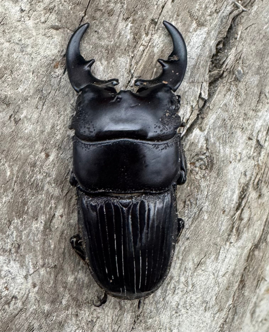 【WD】《フィリピンネブト亜種バンガイエンシス 33mm ペア》