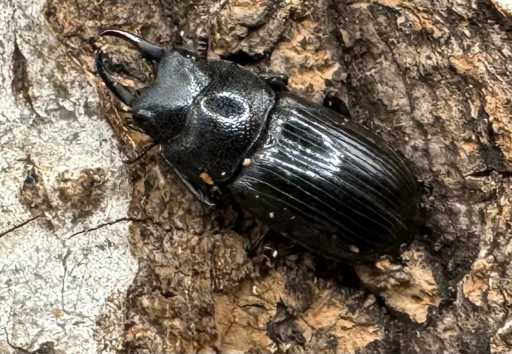 【WD】《ラムリーネブト Free ペア》